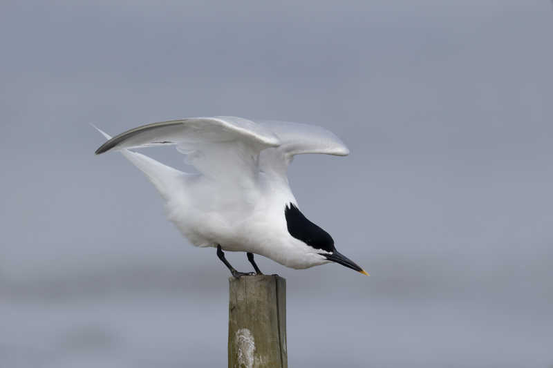 即将俯冲下飞的夹心燕鸥