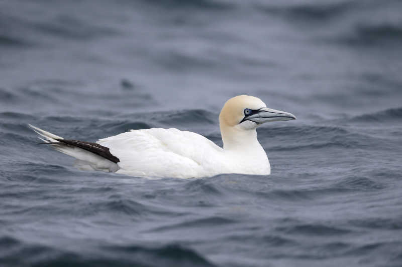 塘鹅惬意的游着