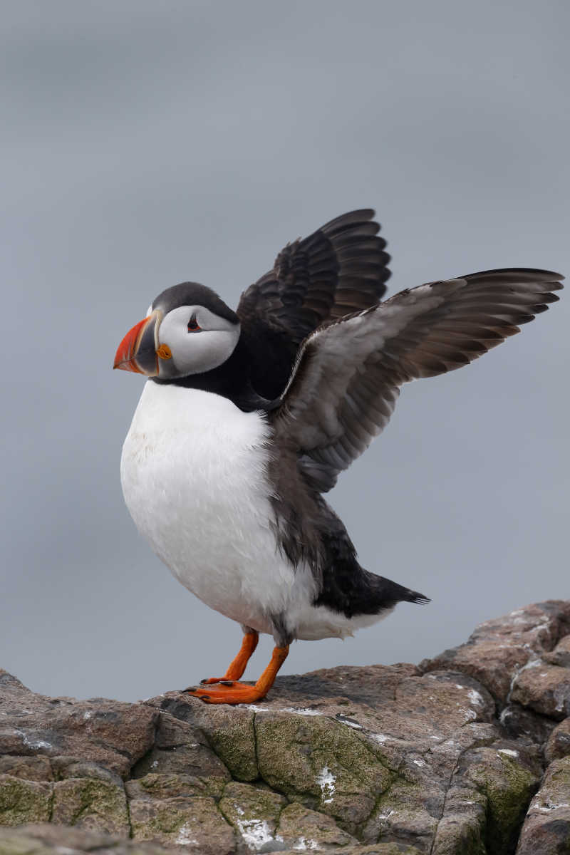 海鹦在岩石上拍打翅膀