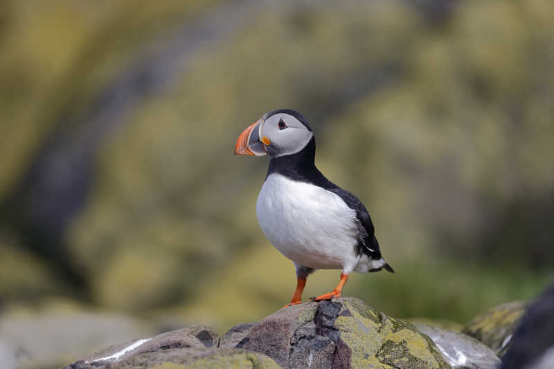 海鹦小行星在矗立眺望
