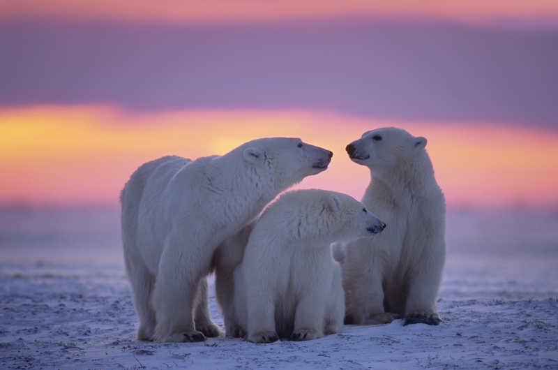 在夕阳下的三只北极熊