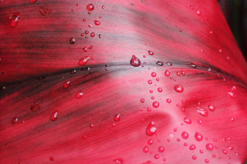 带有水珠的红叶