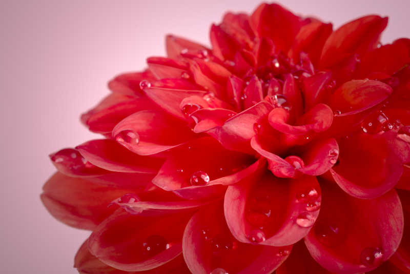 开放的带有水珠的红色大丽花