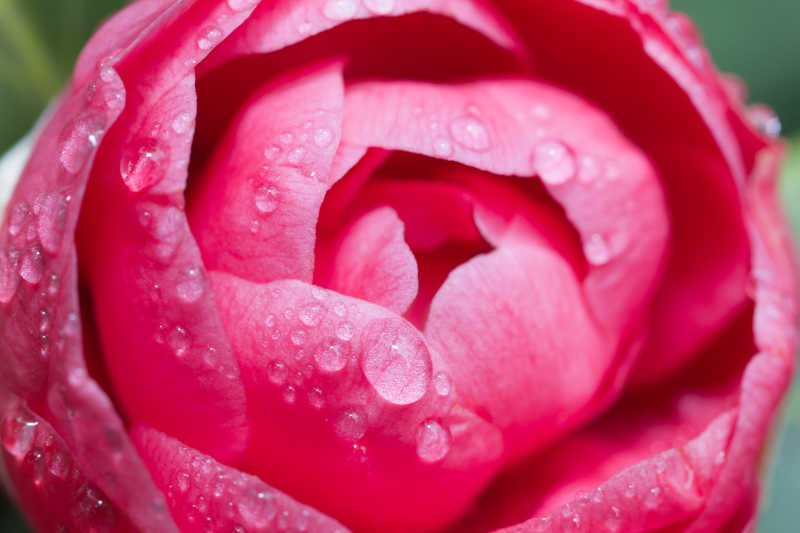 含苞欲放带有水珠的山茶花