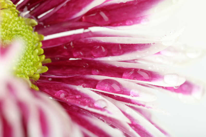 菊花花瓣上的晶莹水珠
