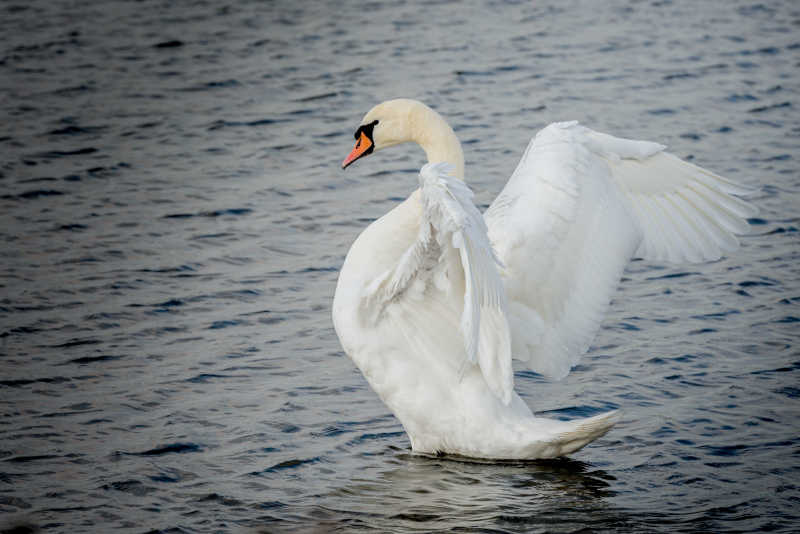 一个强大的天鹅的翅膀