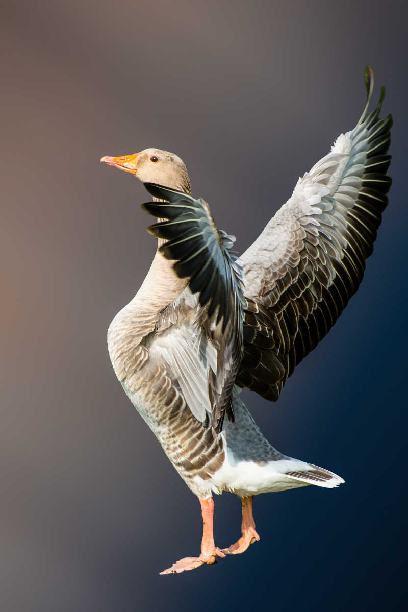 正在飞翔的小鸟