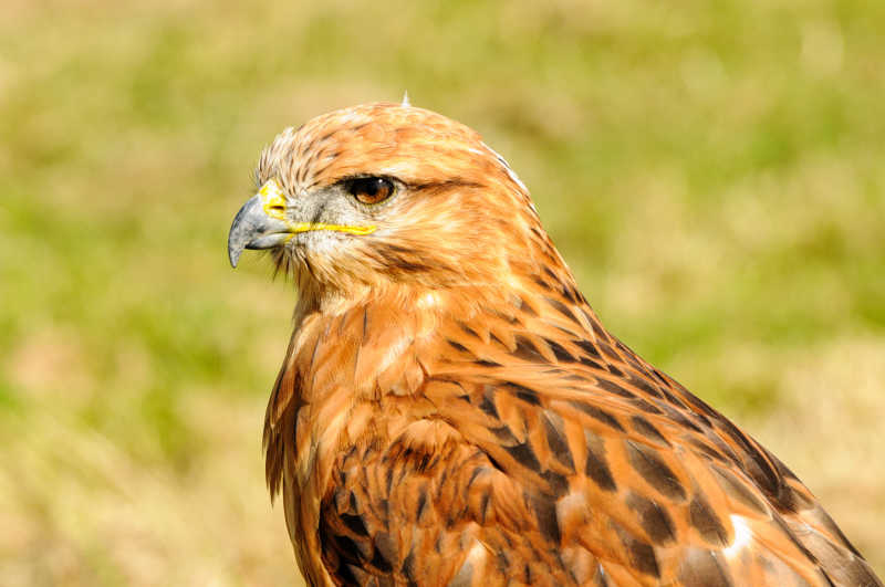 棕尾鵟近照展示
