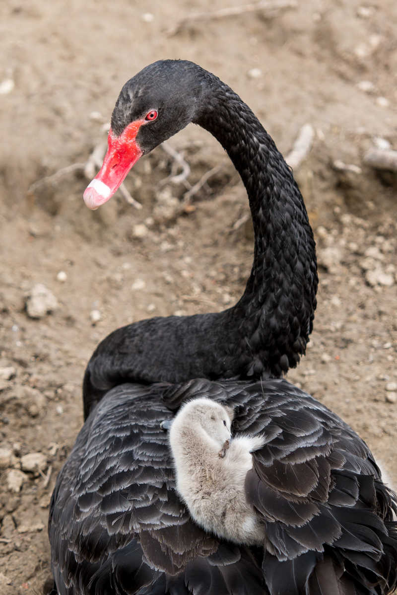 黑天鹅和鹅宝宝