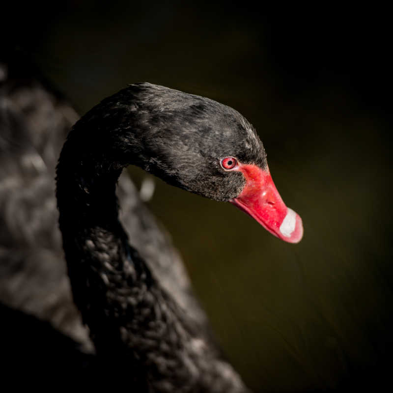 红色喙的黑天鹅