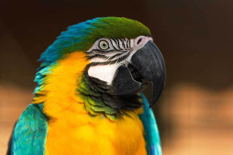 黄绿青相间的彩色鹦鹉