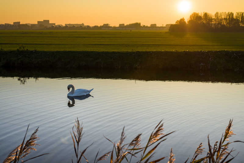 夕阳中的池塘里的天鹅