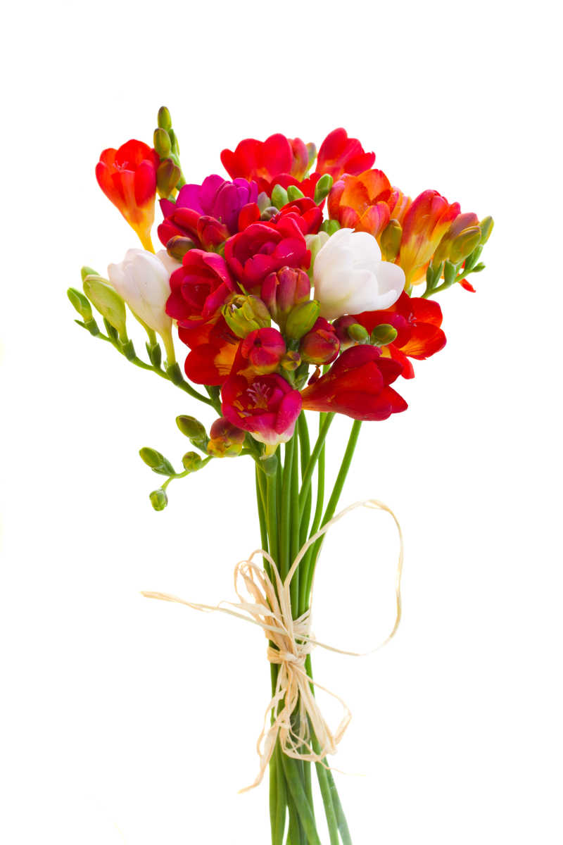 美丽的花朵图片 漂亮的红色花束素材 高清图片 摄影照片 寻图免费打包下载