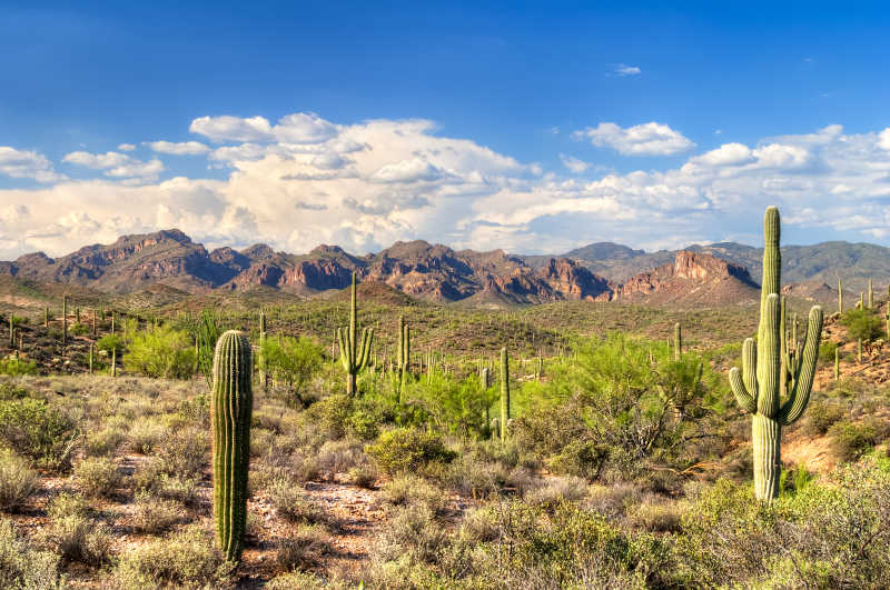 生机勃发的大地