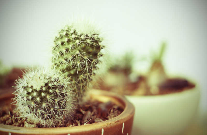 盆栽中的仙人球