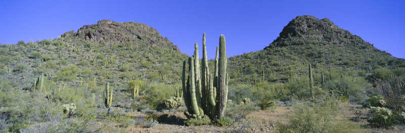 山中的巨型仙人掌