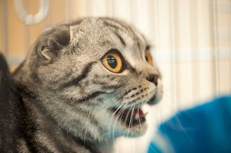 可爱的小折耳猫