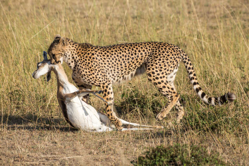 塞伦盖蒂国家公园猎豹与猎物