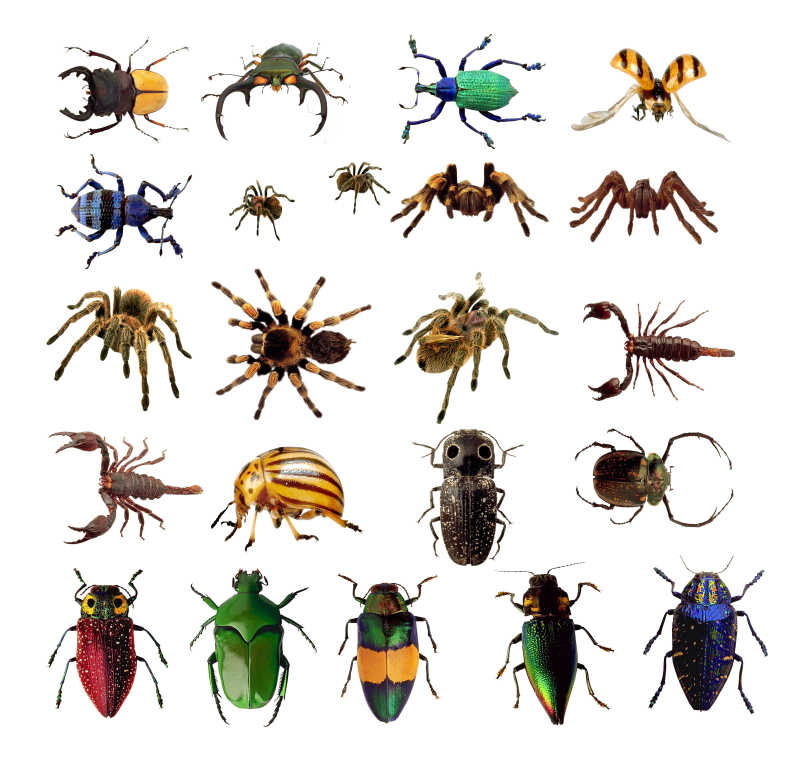 各类昆虫组合图片-白色背景下各类昆虫的组合素材-高清图片-摄影照片-寻