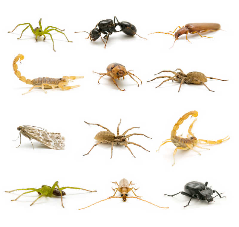 不同种类昆虫组合图片-白色背景下的不同种类的昆虫组合素材-高清图片