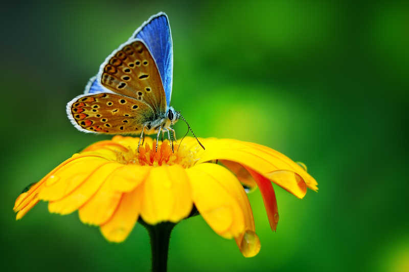 绿色虚化背景下的在菊花上面采蜜的蝴蝶