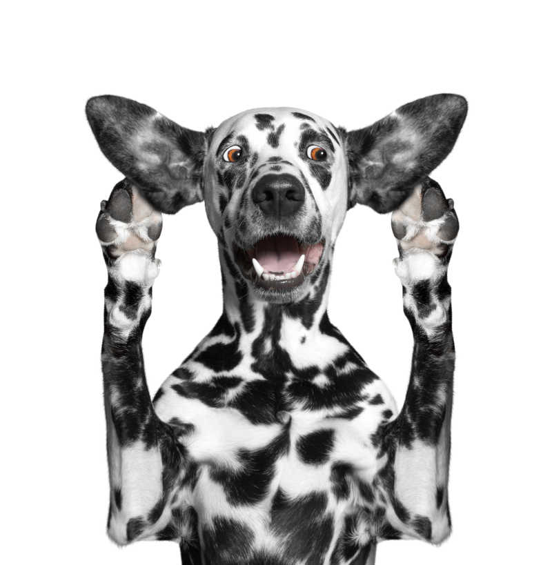可爱的斑点狗用前爪放在张开的耳朵旁