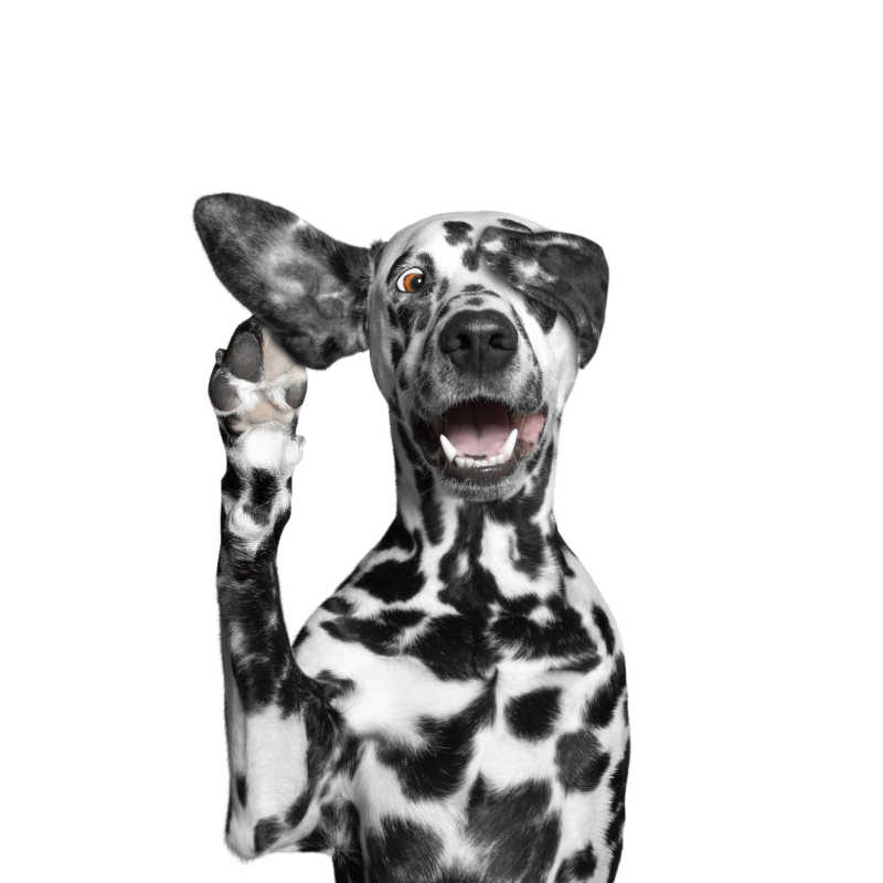 狗闭上眼睛倾听主人的声音