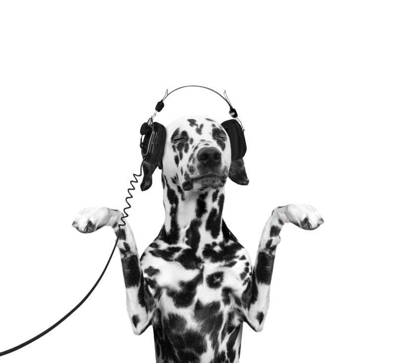 狗狗在听音乐和跳舞