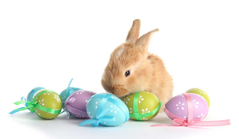 可爱的兔子和复活节彩蛋