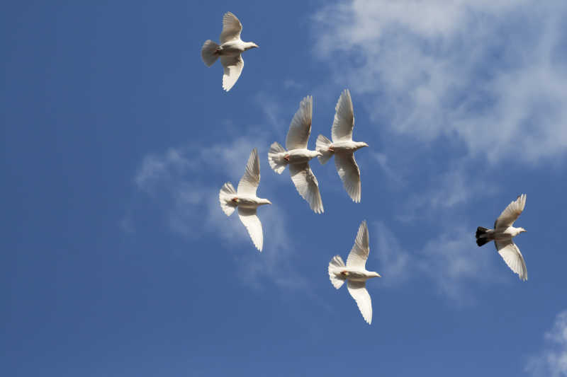 一群白鸽在蓝天白云下飞翔