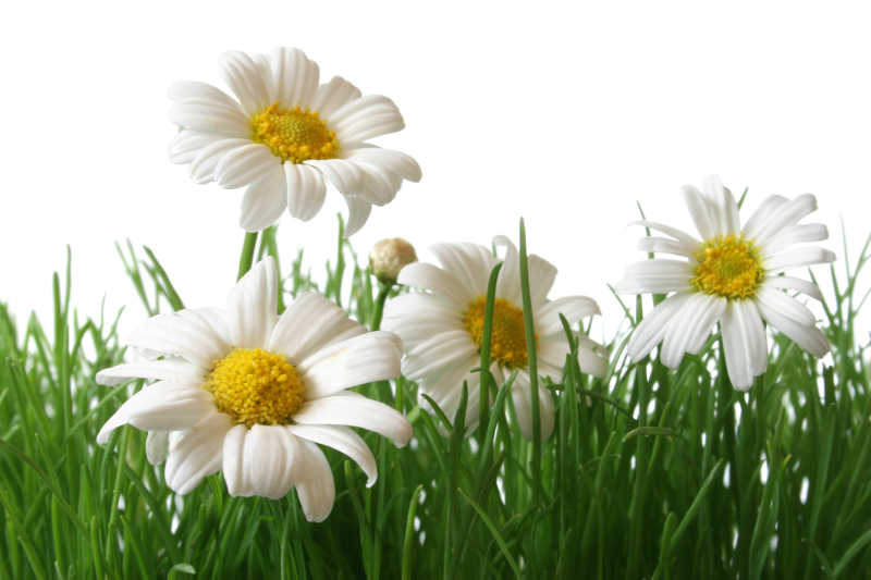 四朵绽放的雏菊