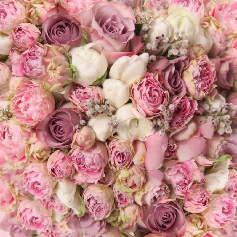 美丽的粉色玫瑰和白色玫瑰