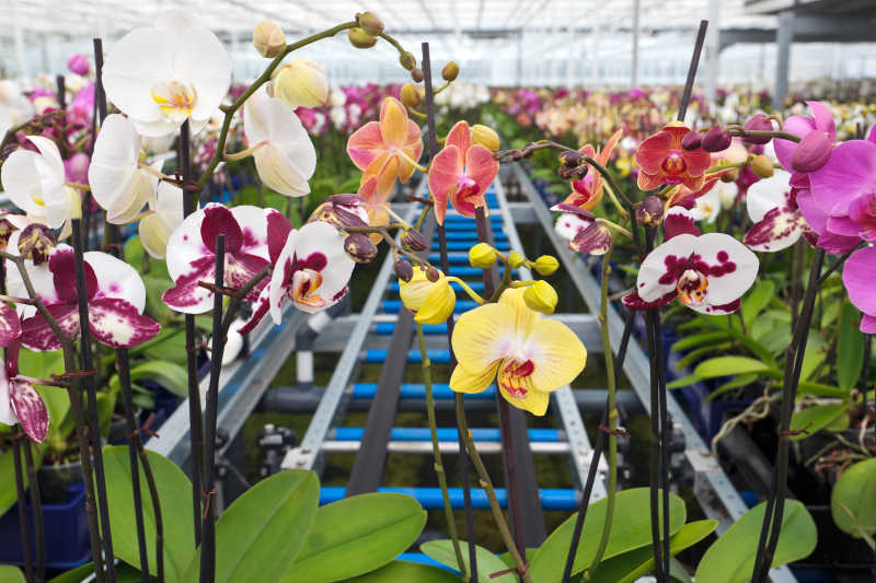 温室里丰富多彩的蝴蝶兰