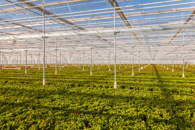 温室里生长的草本植物