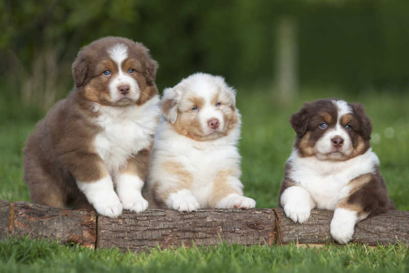 澳大利亚牧羊犬的三个漂亮的小狗