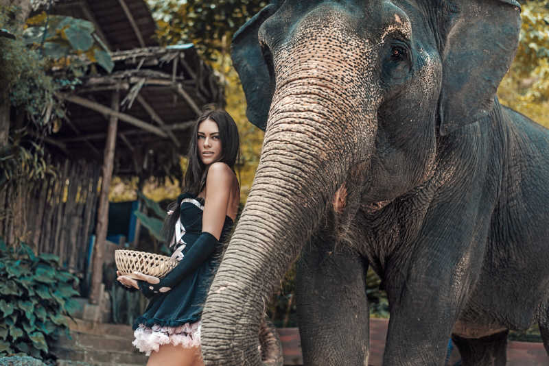 黑裙美女站在大象旁边