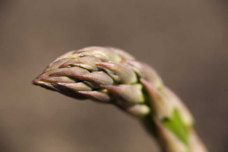 棕色的芦笋尖