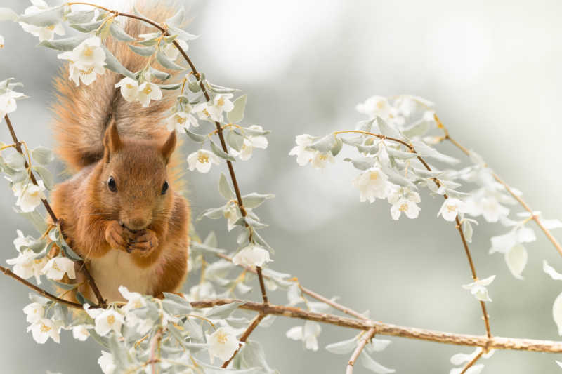 茉莉鼠茉莉花枝条上的哺乳动物红松鼠