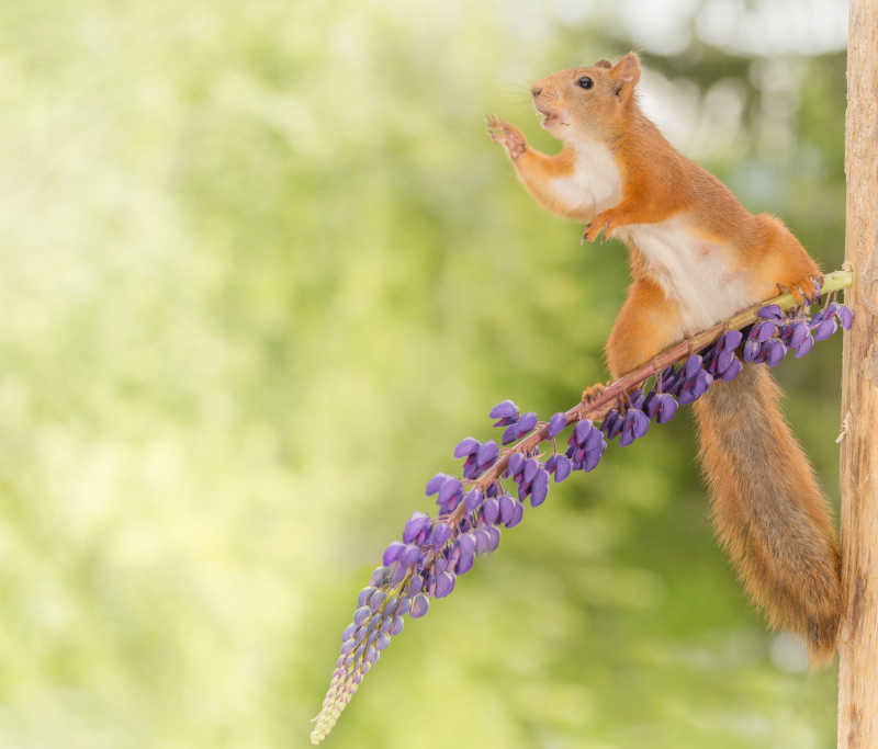站在紫色槐花上的哺乳动物松鼠