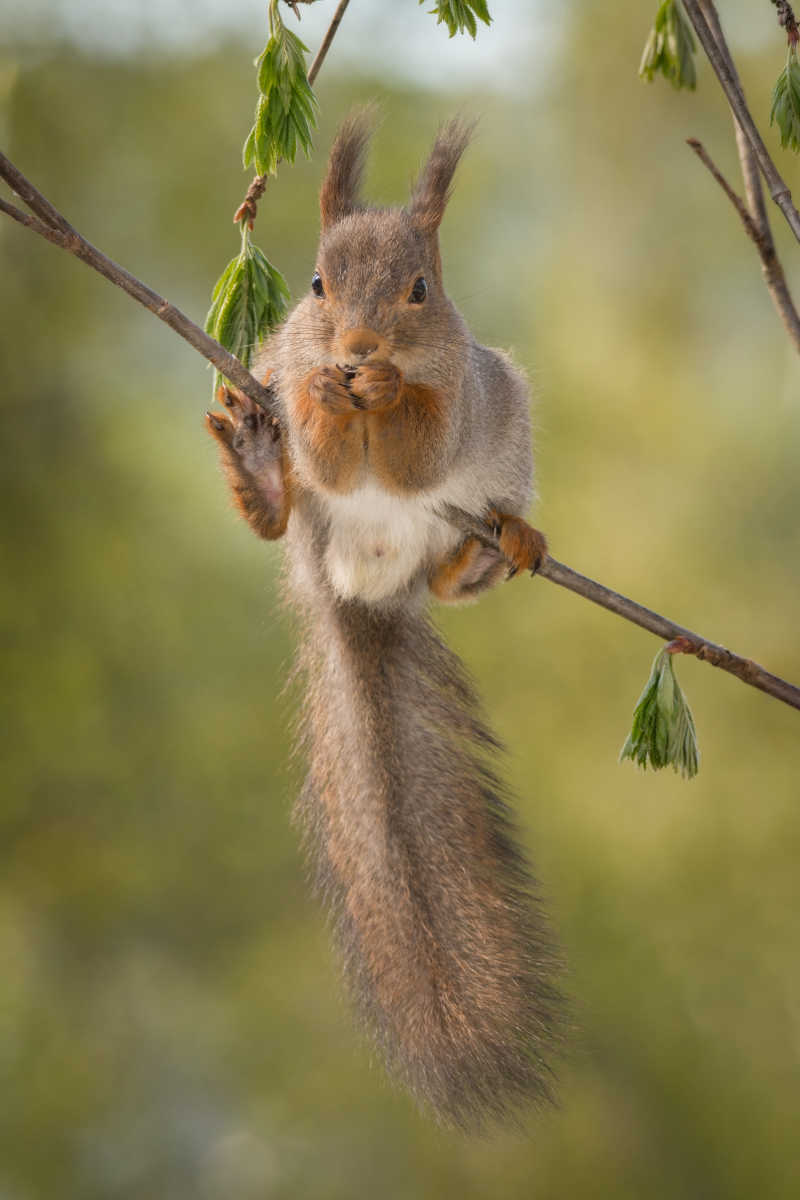 树枝上的哺乳动物红松鼠