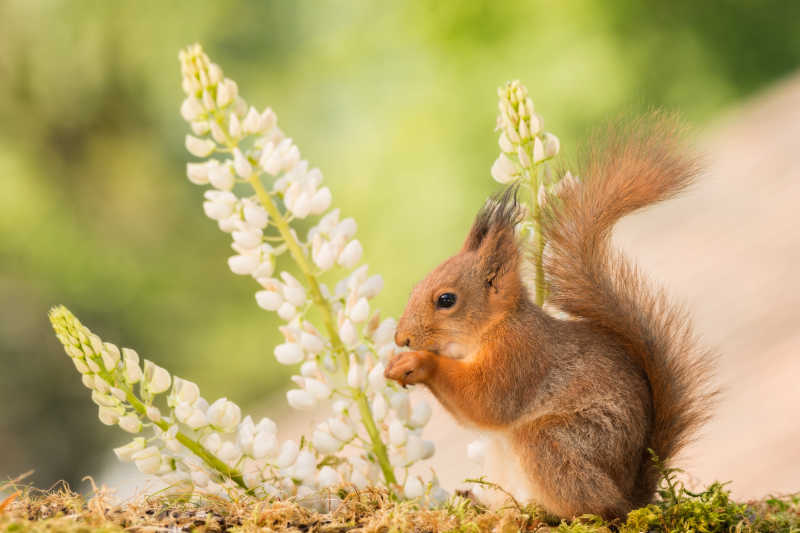 可爱的哺乳动物红松鼠图片 白色花旁边的哺乳动物红松鼠素材 高清图片 摄影照片 寻图免费打包下载