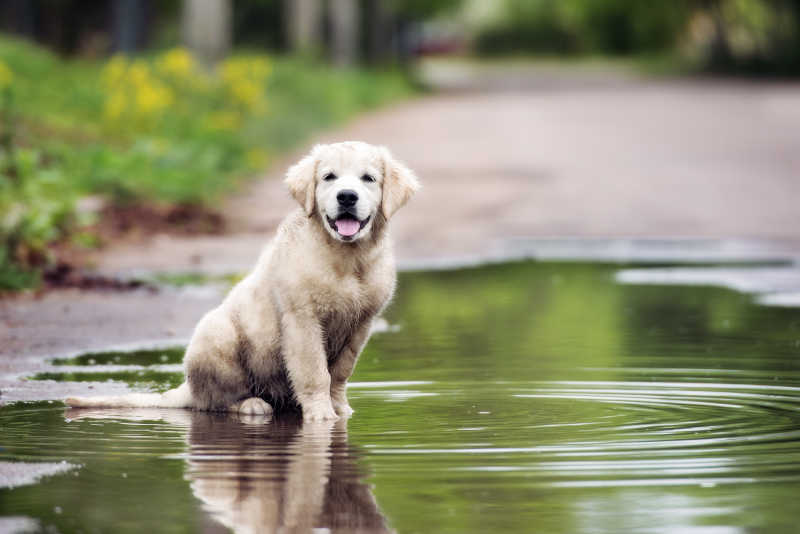快乐的金色金毛小狗坐在水坑里