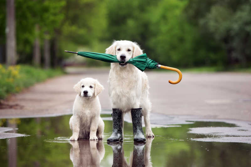 金色的猎犬和小狗在水坑里拿着雨伞