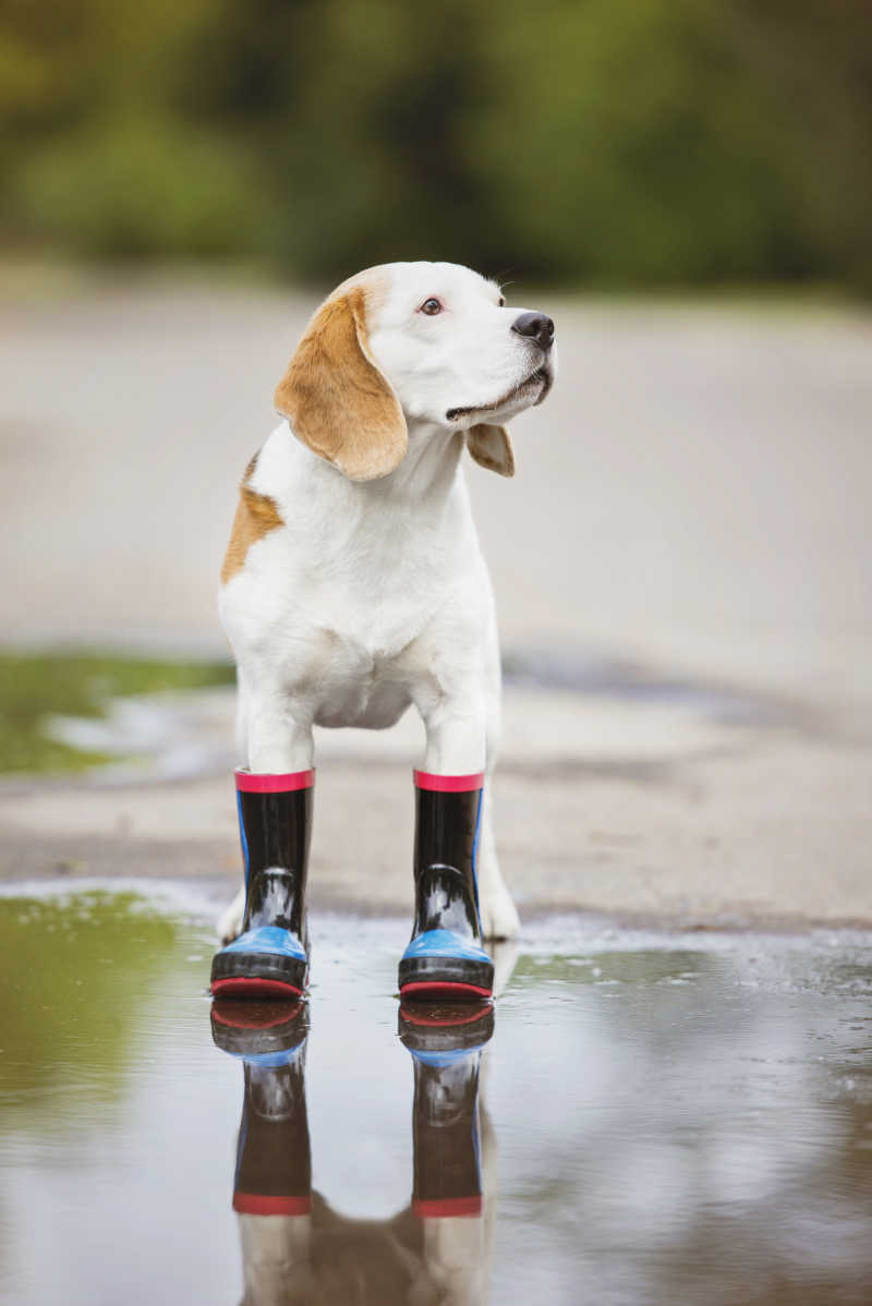 小狗穿着户外的雨鞋