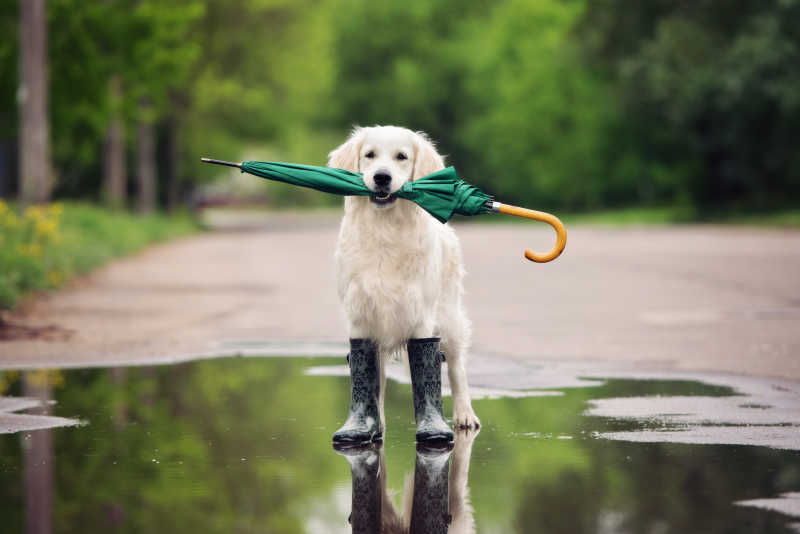 嘴里咬着雨伞穿着雨靴的金毛猎犬