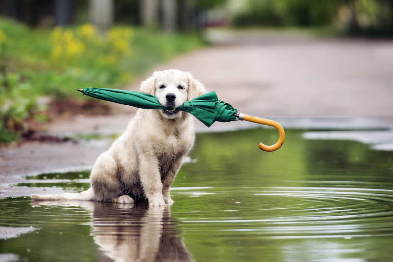坐在水坑里拿着雨伞的金毛猎犬