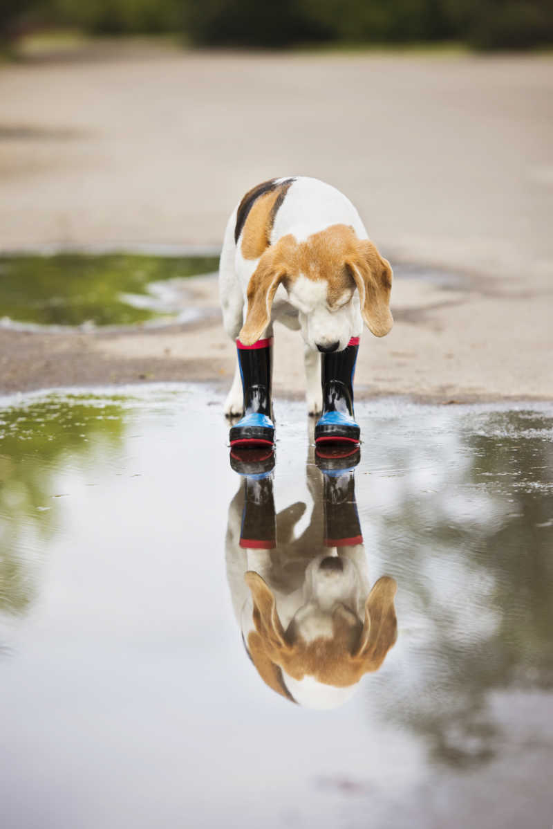 穿靴子的狗在水坑里看着