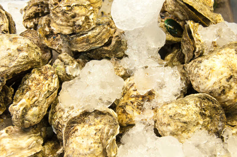 新鲜的牡蛎在冰上海鲜特写