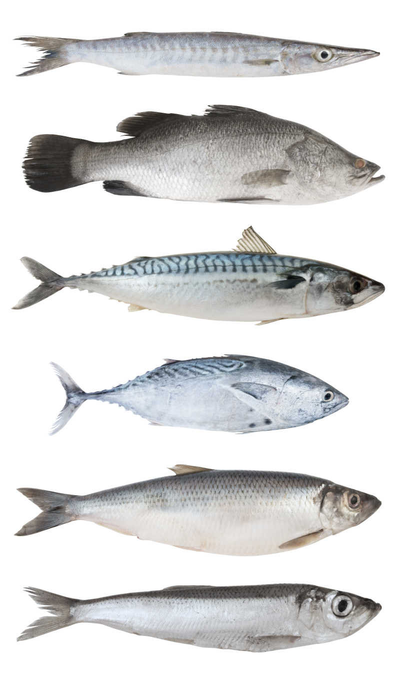 白背景鱼类大组合