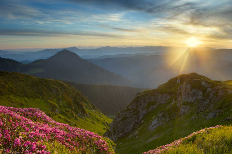 山上杜鹃的背景日出